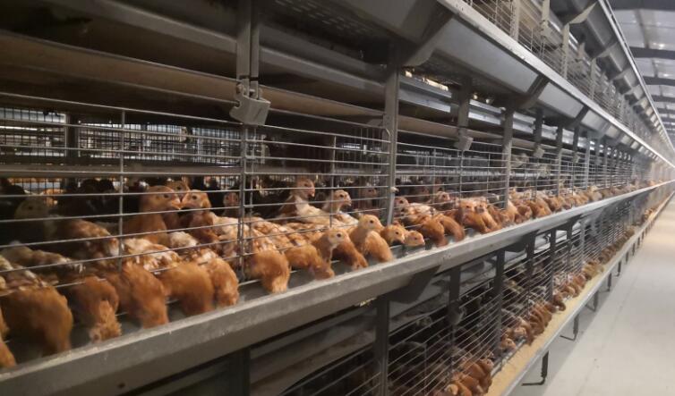 養殖行業，需注意預防這些有毒氣體